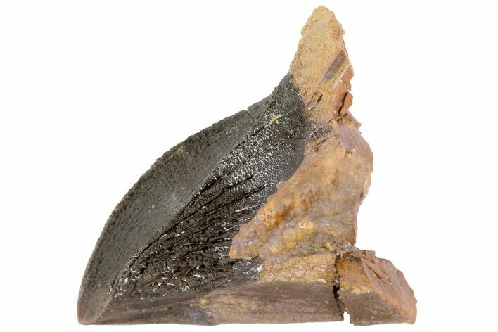 Unworn & Partially Rooted Triceratops Tooth - South Dakota #73873